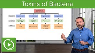 Bacteria Toxins Exotoxins Endotoxins amp MembraneDamaging Toxins – Microbiology  Lecturio [upl. by Eirhtug30]