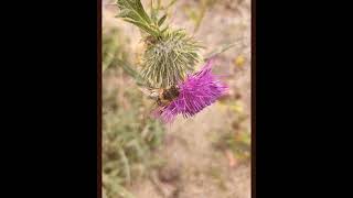 adventure  201 FSR  slideshow  Kelowna BC Canada flowers crystals nature naturelover bug [upl. by Nnelg]