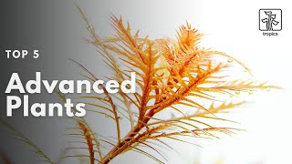 Top 5 Advanced Aquarium Plants [upl. by Roque]