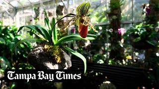 See inside the Orchid Show 2023 at Marie Selby Botanical Gardens in Sarasota [upl. by Verdie]