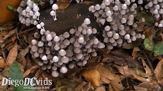 Coprinellus disseminatus  Small white mushrooms Fungi  Agaricales  Physalacriaceae [upl. by Bever]