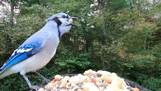 BlackCapped Chickadee Tufted Titmice Blue Jays [upl. by Aseyt]