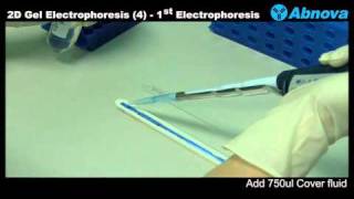 2D Gel Electrophoresis 4 1st Dimension [upl. by Ahcurb191]