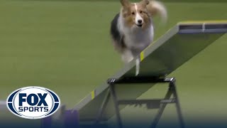 Swindle the Shetland Sheepdog wins the 12quot class at WKC Masters Agility  Westminster Kennel Club [upl. by Rellim]