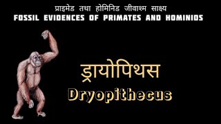 प्राइमेड तथा होमिनिड जीवाश्म साक्ष्य  Fossil Evidences of Primates and Hominids  Dryopithecus [upl. by Ahcsat108]