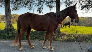 TSP LOT  TWH  MARE  14 YO  725 [upl. by Rebna596]