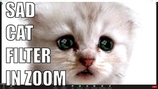 How to Get the Same Cat Filter as that Lawyer in Zoom [upl. by Adrial]