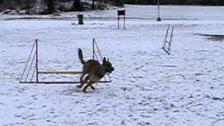 agility with laekenois part 5 [upl. by Elson656]