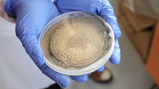 How to isolate a Penicillium Expansum [upl. by Anihtyc]