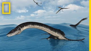 Plesiosaurs 101  National Geographic [upl. by Idieh]