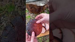 Two times smoked bologna Ever have bologna like this nomadgrills [upl. by Reginald]