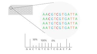 Pyrosequencing how to interpret results [upl. by Alym]