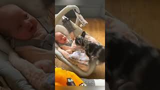 cat dog dogs cut cute love lovecats lovedogs funny virla viralvideo foryou foryoupage [upl. by Connel]