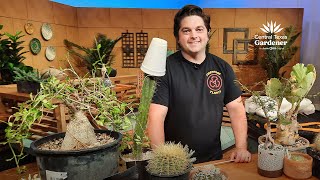 Top Tips Winter Succulent Care Carder Nastri [upl. by Johnsten]