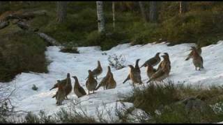 TIURLEIK MED 20 RØY  Capercaillie display in Froland Norway [upl. by Ernesta29]