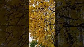 Золотая Осень…🍁🍁🍁life autumn october жизнь золотаяосень [upl. by Kroy]