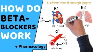 How do Beta Blockers Work  Pharmacology [upl. by Crowe]