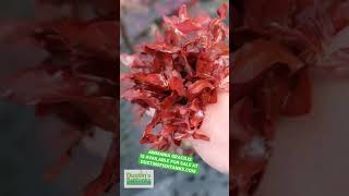 AMMANIA GRACILIS THICK RED AQUARIUM PLANT aquarium fishtank plantedaquarium aquariumplant [upl. by Critta395]