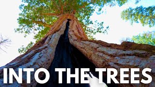 Among the Giants in Sequoia amp Kings Canyon National Parks A Truck Camper Adventure [upl. by Alaunnoif51]