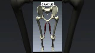 Write Gracilis Muscle Action [upl. by Ahsenat298]