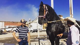 LUJOSOS CABALLOS BAILADORES A LA ALTA ESCUELA  Así se entrenan 🐴 [upl. by Franky]