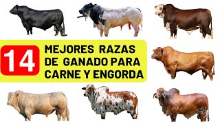 Las 14 mejores razas de ganado vacuno para la producción de carne a nivel mundial [upl. by Elleirol]