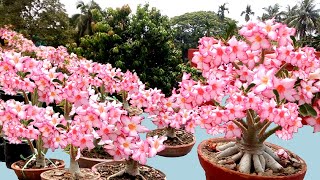 Tons of Adenium Flowers 7 Tips plus 1New [upl. by Trant]