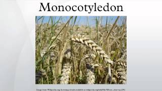 Monocotyledon [upl. by Ttesil]