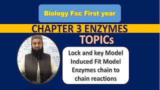 Lock and key model Induced Fit model Enzymes chain to chain reactions FSc Biology [upl. by Edelsten]