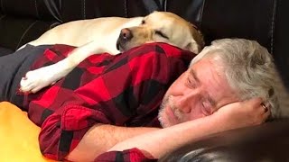 Cute Dog Cant Stop Snuggle Their Human Best Animals Show Love Videos [upl. by Adnoraj267]