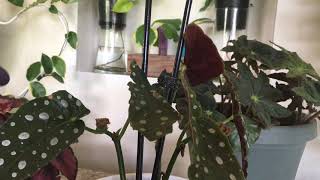 My begonia collection and dividing a Rex [upl. by Learsiy605]