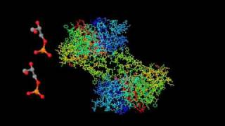 Glycolysism4v [upl. by Ellennad]