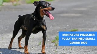 THE MINIATURE PINSCHER  FULLY TRAINED SMALL GUARD DOG [upl. by Nolyk]