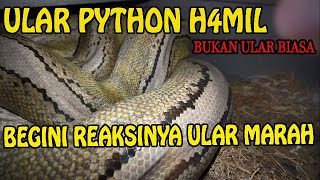 HAM1L ULAR PYTHON RETICULATUS DI PEKANBARU [upl. by Ifar]