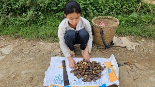 How the poor girl survives every day in the forest collecting snails to sell and buy food [upl. by Otxilac159]