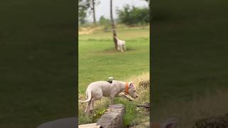 delhi youtubeshorts doglover puppy viralvideos [upl. by Trevethick]