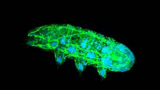 Tardigrade fluorescence microscopy [upl. by Kiefer]