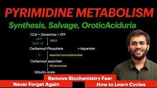 Pyrimidine Metabolism  Biochemistry  Orotic Aciduria Video [upl. by Seth]