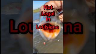 NOT LEGAL IN LOUISIANA ‼️￼ fish fishing shorts BayouPete [upl. by Yetta]