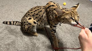 Serval Playing [upl. by Shell]