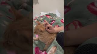 Kitten ASMR PettingPurring 🐈 kittenasmr purringcats [upl. by Nishi]