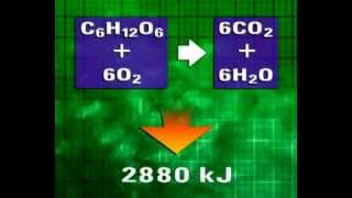 GCSE Science Revision  Aerobic Respiration [upl. by Candy625]