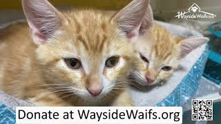 YOU Can Save Them Donate today to help the shelter pets at Wayside Waifs [upl. by Isoj476]