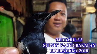 TERBARU SURVEY HARGA BURUNG KACER BAKALAN PB PRAMUKA [upl. by Yroffej587]