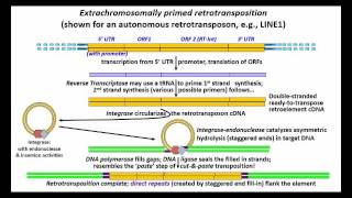 RNA Transposons [upl. by Wurtz303]