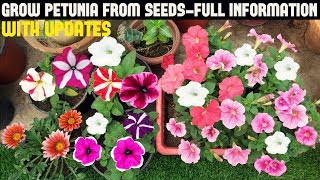 How To Grow Petunia From Seeds With Full Updates [upl. by Nohs250]