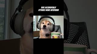 Shiba Tries Going on Morning News To Spread Awareness of Bad Owner [upl. by Herrmann70]