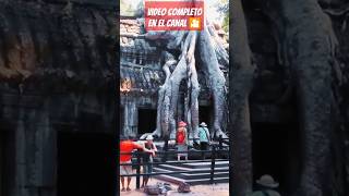 ARBOLES GIGANTES NUNCA VISTOS EN UN TEMPLO DE CAMBOYA siemreap camboya sudesteasiatico viajar [upl. by Montano]