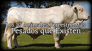 Los 10 Animales Terrestres Más Pesados que Existen [upl. by Eelyr136]