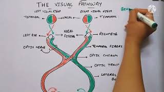 Physiology of vision and visual pathway in hindi  Eduluminescence [upl. by Tevlev78]